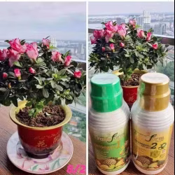 Transform 1 & 2 植物肥料水