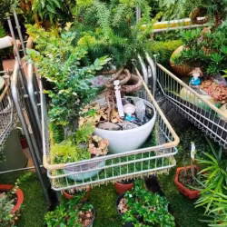本店有多种植物盆栽 欢迎选购