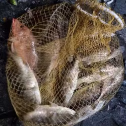 海鱼
