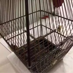 鸟笼