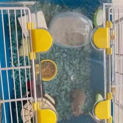 Hamster, 2 years old