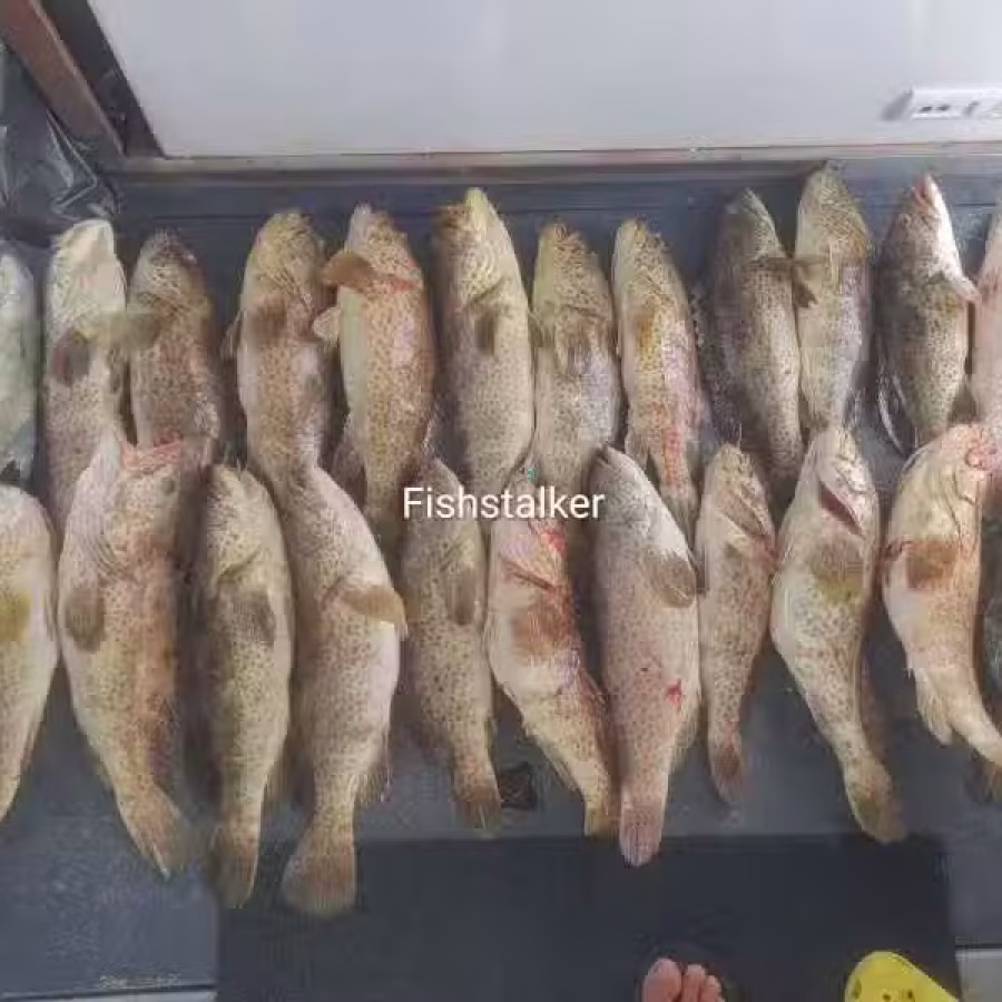 野生海鱼味美甘甜，便宜出售 图片 1