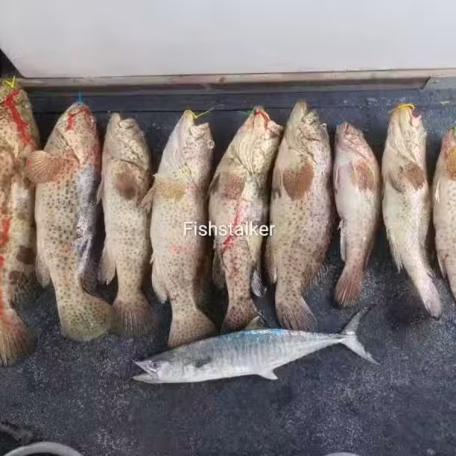 野生海鱼味美甘甜，便宜出售 图片 2