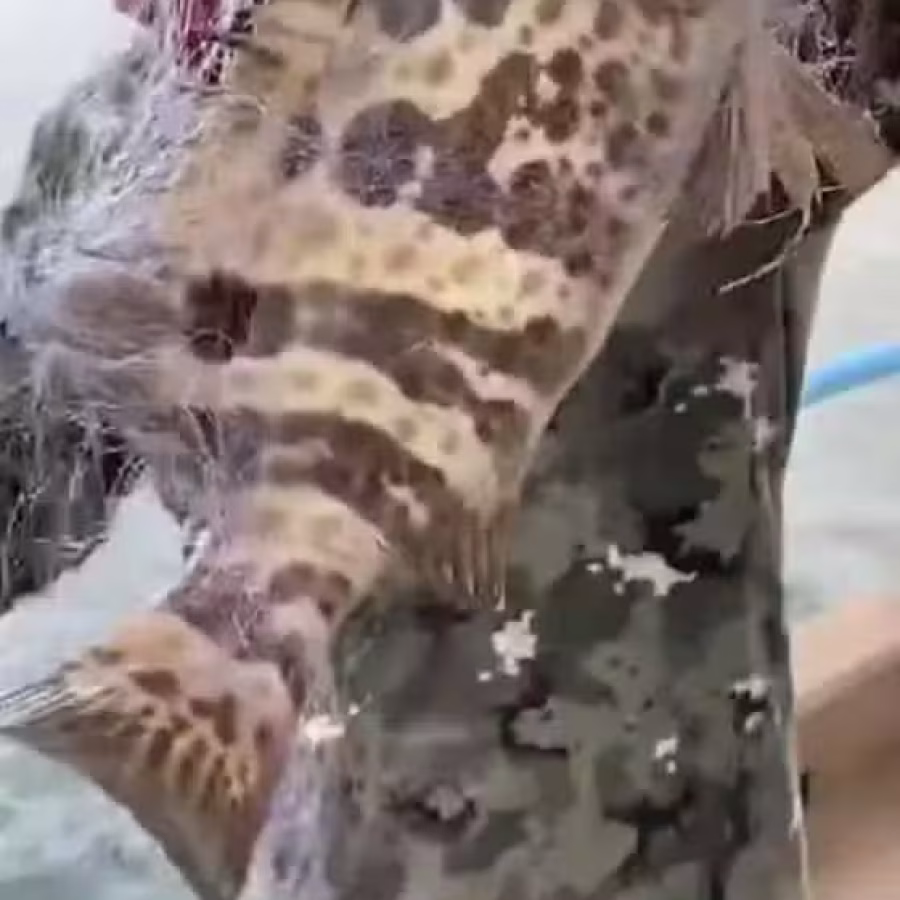 新加坡钓螃蟹和鱼网 图片 4