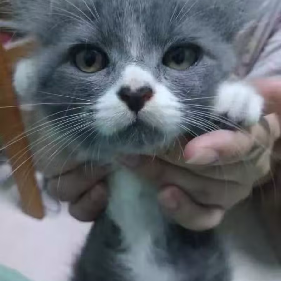 英国长毛蓝猫生的。  剩1只哦.萌萌哒，QQ弹弹，  软软糯糯的妹妹哦 !  非 图片 1