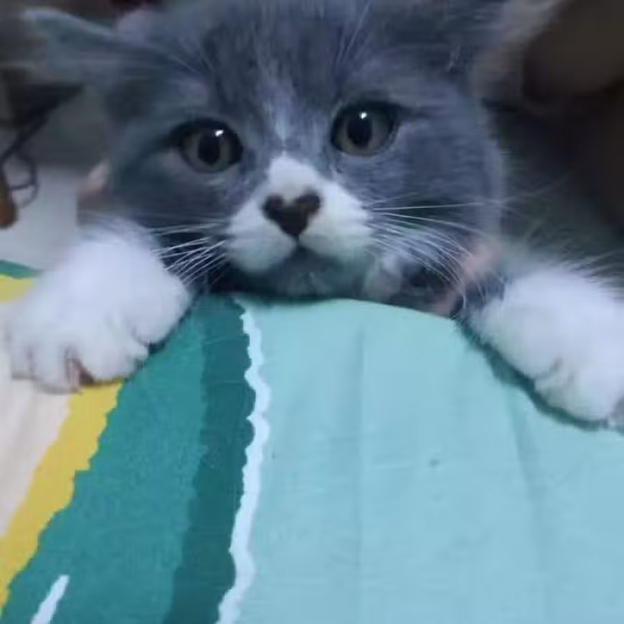 英国长毛蓝猫生的。  剩1只哦.萌萌哒，QQ弹弹，  软软糯糯的妹妹哦 !  非 图片 2