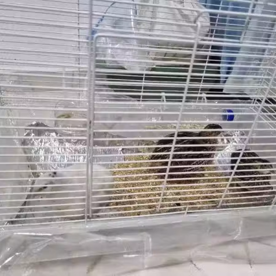 家庭小宠物鹌鹑 图片 1