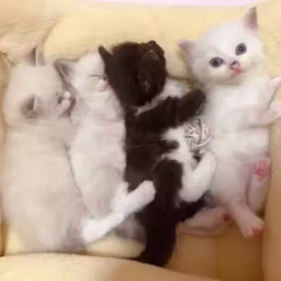 布偶宝宝 图片 3
