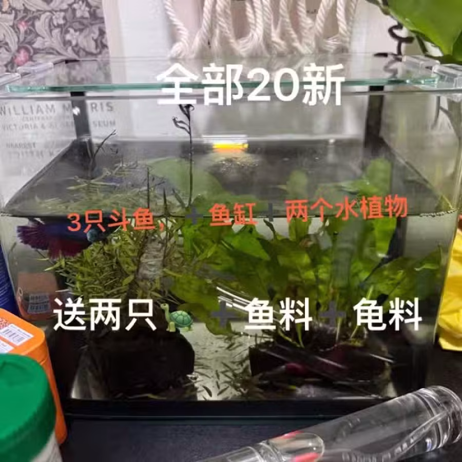 鱼缸 图片 1