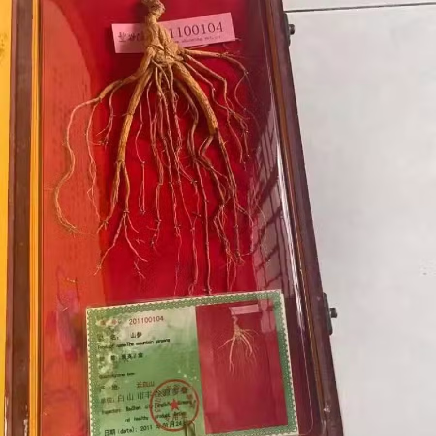东北10年野山参 图片 2