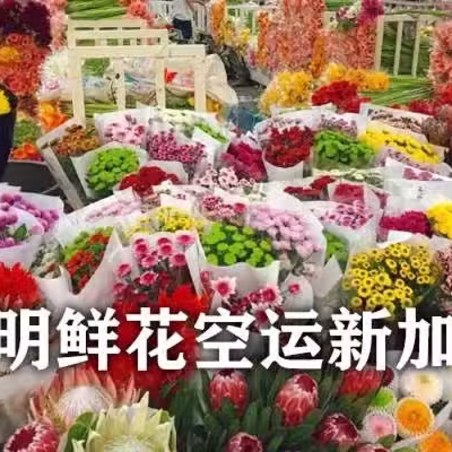 昆明鲜花如何空运运输新加坡,鲜花运输新加坡需要哪些资料 图片 1