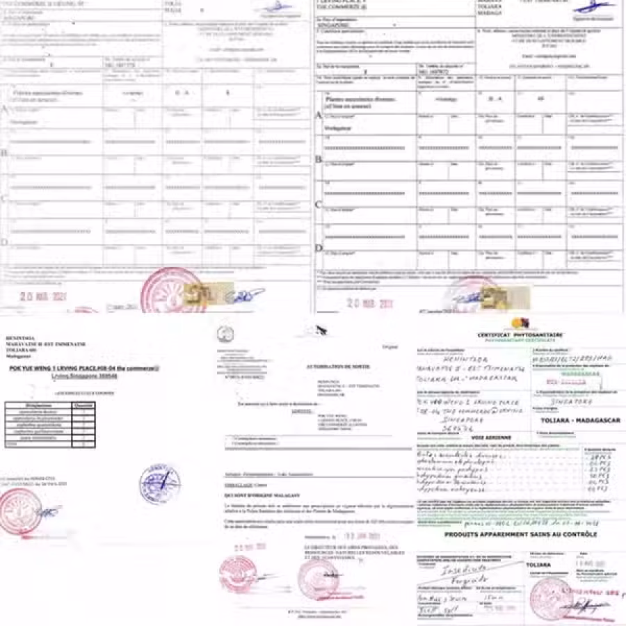 昆明鲜花如何空运运输新加坡,鲜花运输新加坡需要哪些资料 图片 3