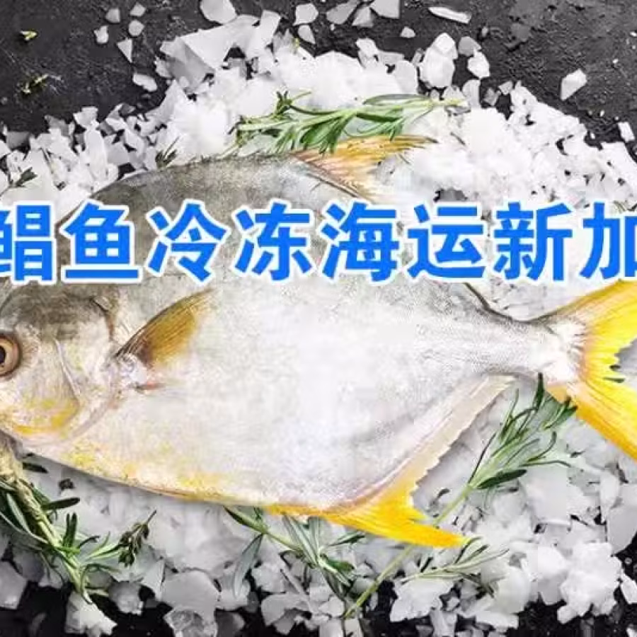金鲳鱼冷冻海运新加坡,湛江水产金鲳鱼顺利出海新加坡 图片 1