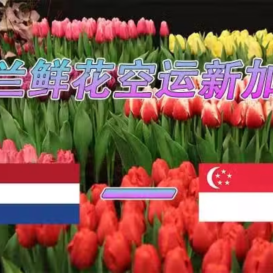 荷兰鲜花空运新加坡,专业鲜花新加坡本地清关派送公司 图片 2