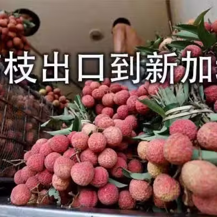 广东荔枝冷藏海运新加坡,荔枝出口新加坡最快7天可到商超 图片 1