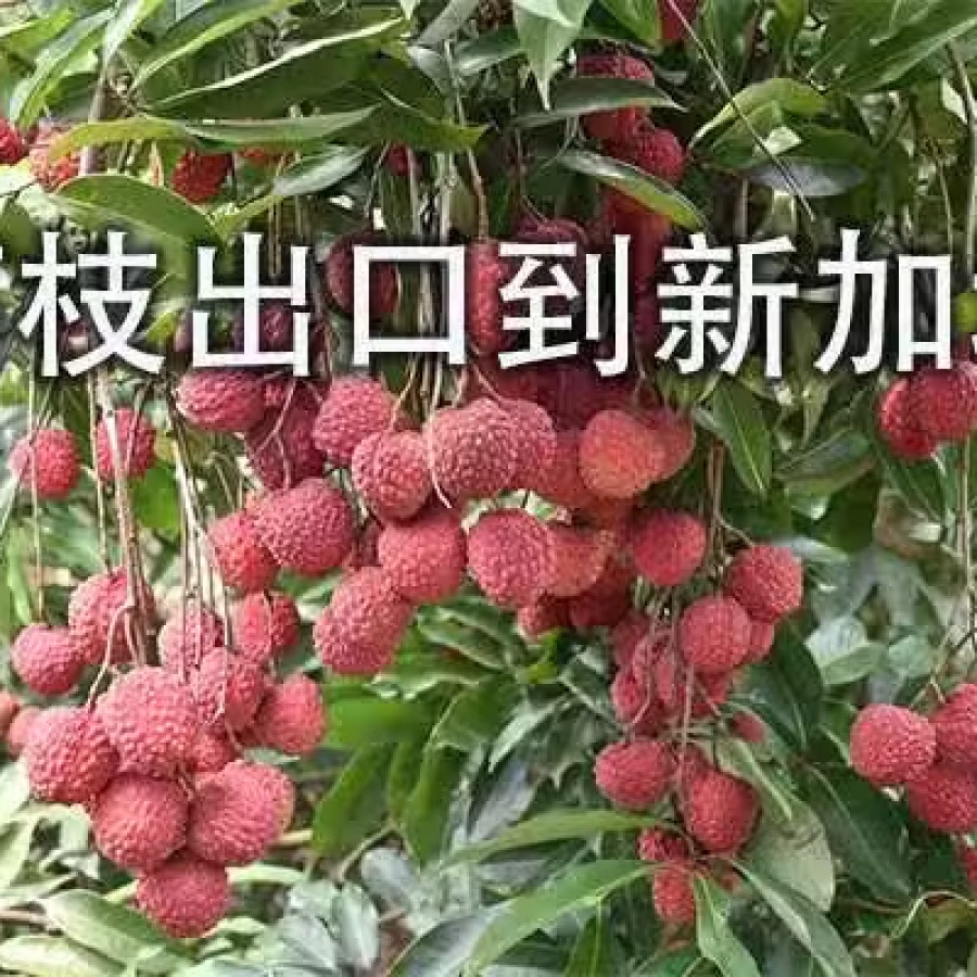 广东荔枝冷藏海运新加坡,荔枝出口新加坡最快7天可到商超 图片 2