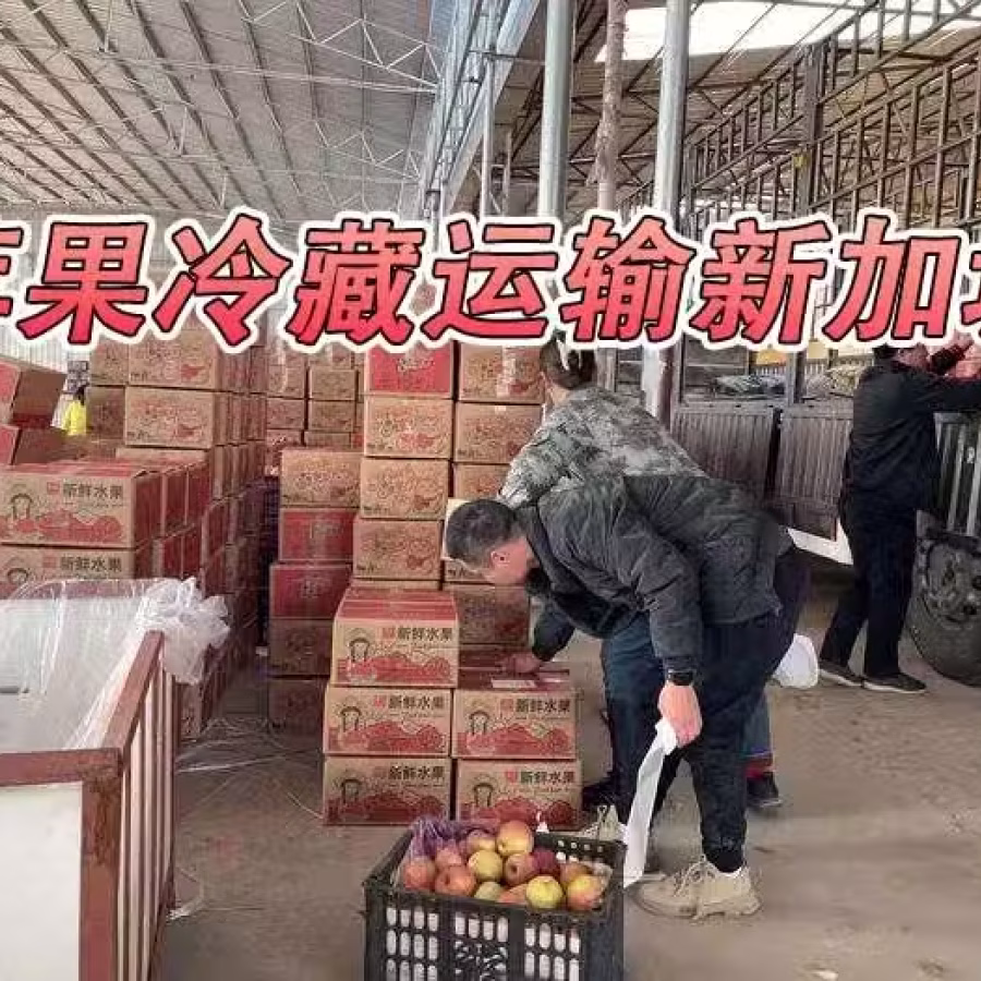 苹果冷藏海运新加坡,山东烟台苹果从青岛港海运新加坡 图片 1
