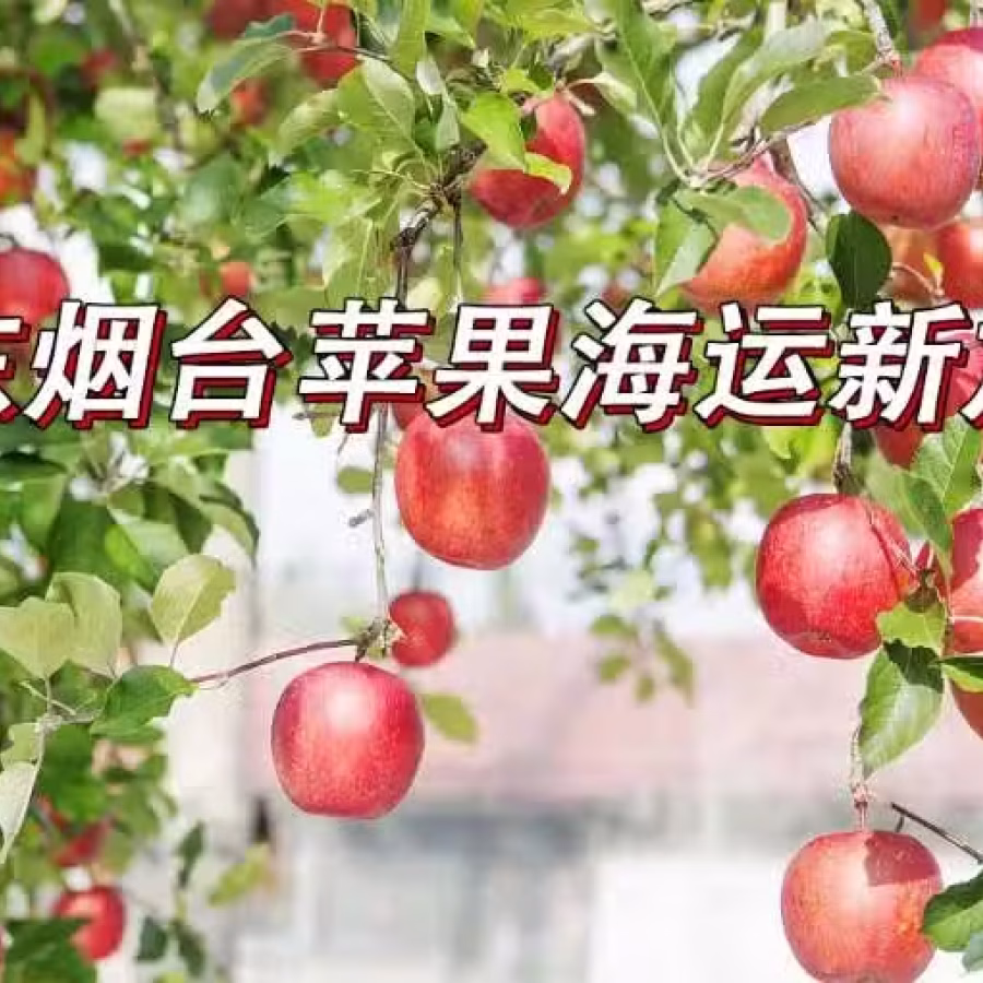 苹果冷藏海运新加坡,山东烟台苹果从青岛港海运新加坡 图片 2