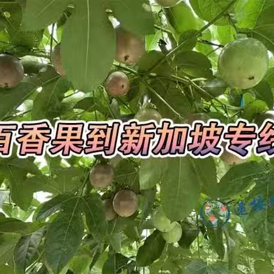 广西百香果空运新加坡,新加坡奶茶店专业百香果空运新加坡 图片 1
