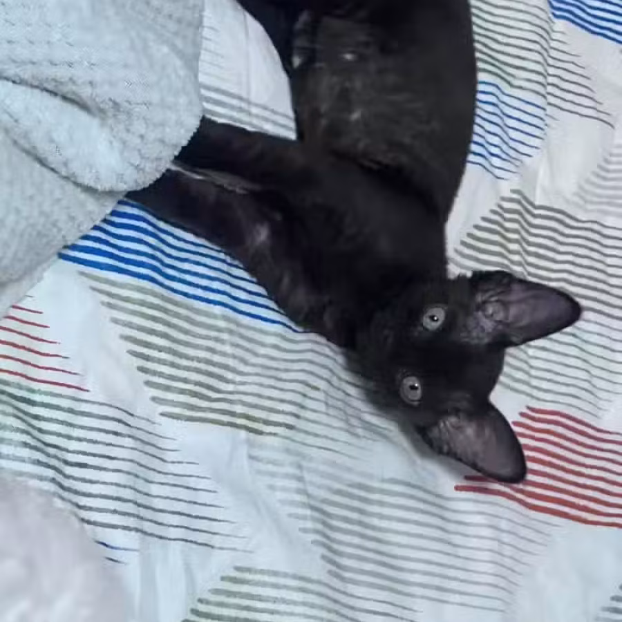 德文卷毛猫 图片 2
