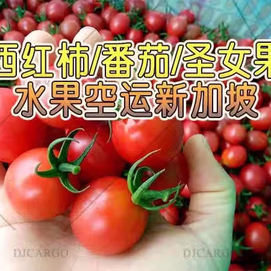 圣女果/小番茄/蔬果从云南昆明空运新加坡 图片 1