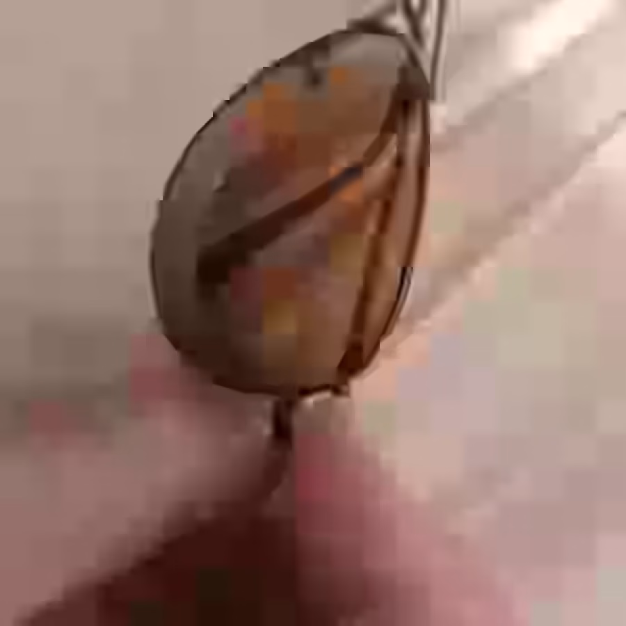 Padina 眼镜 图片 2