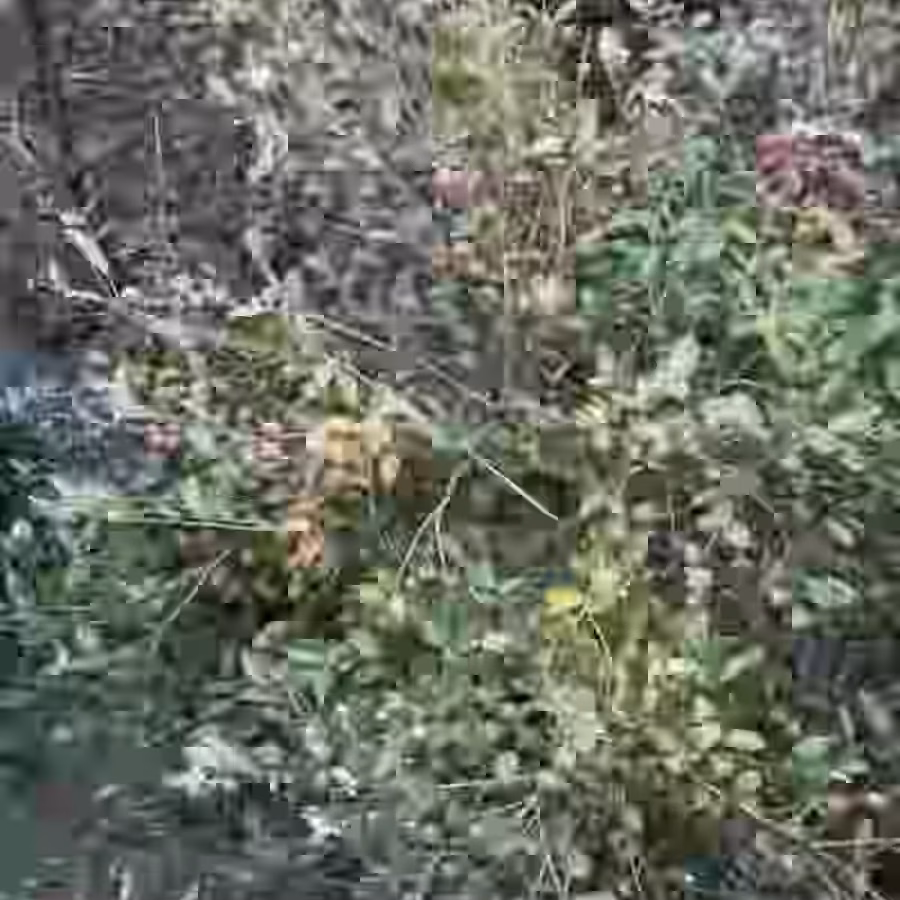 山茶油 图片 1