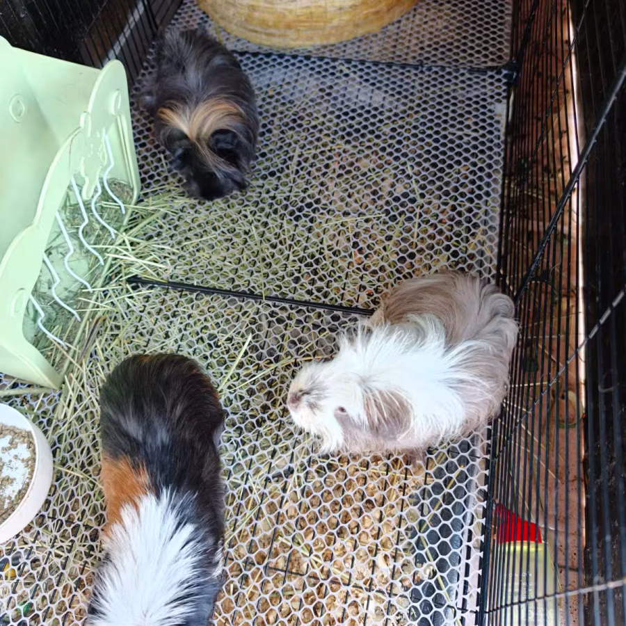 荷兰猪有价领养 图片 1