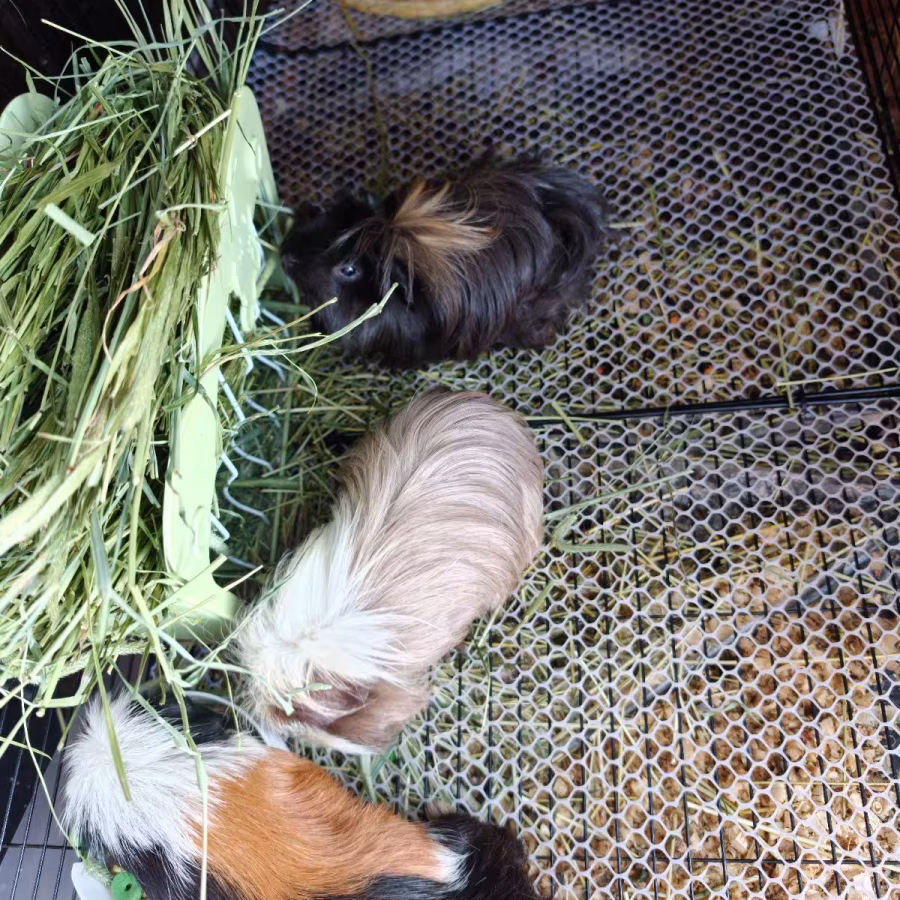 荷兰猪有价领养 图片 3