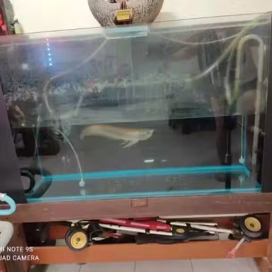鱼缸 图片 1