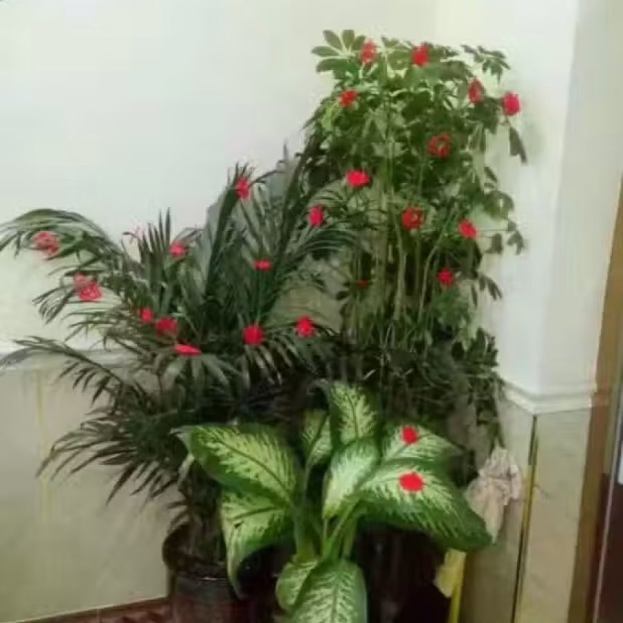全新.新年植物盆栽装饰挂件.家用商用.大植物小植物都可用 图片 4