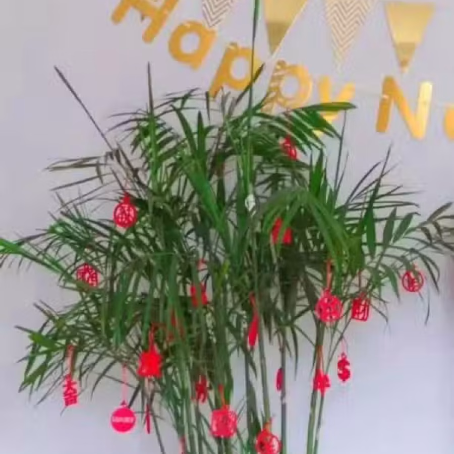 全新.新年植物盆栽装饰挂件.家用商用.大植物小植物都可用 图片 2