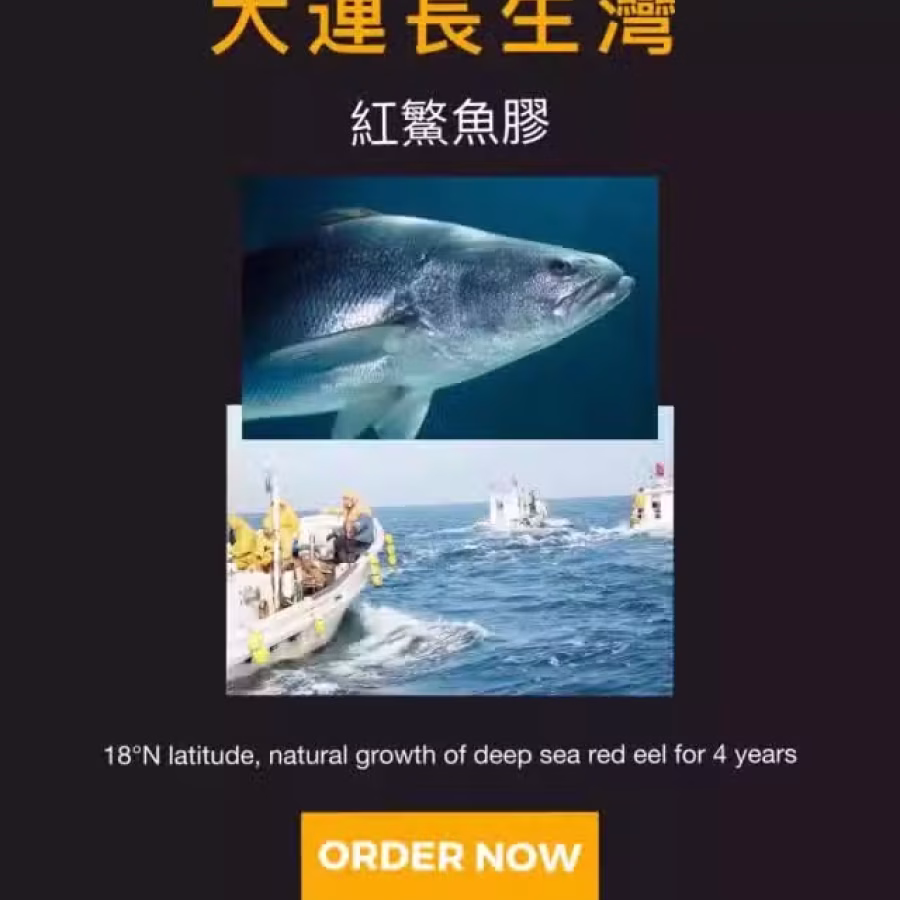 长生湾即食花胶 图片 10