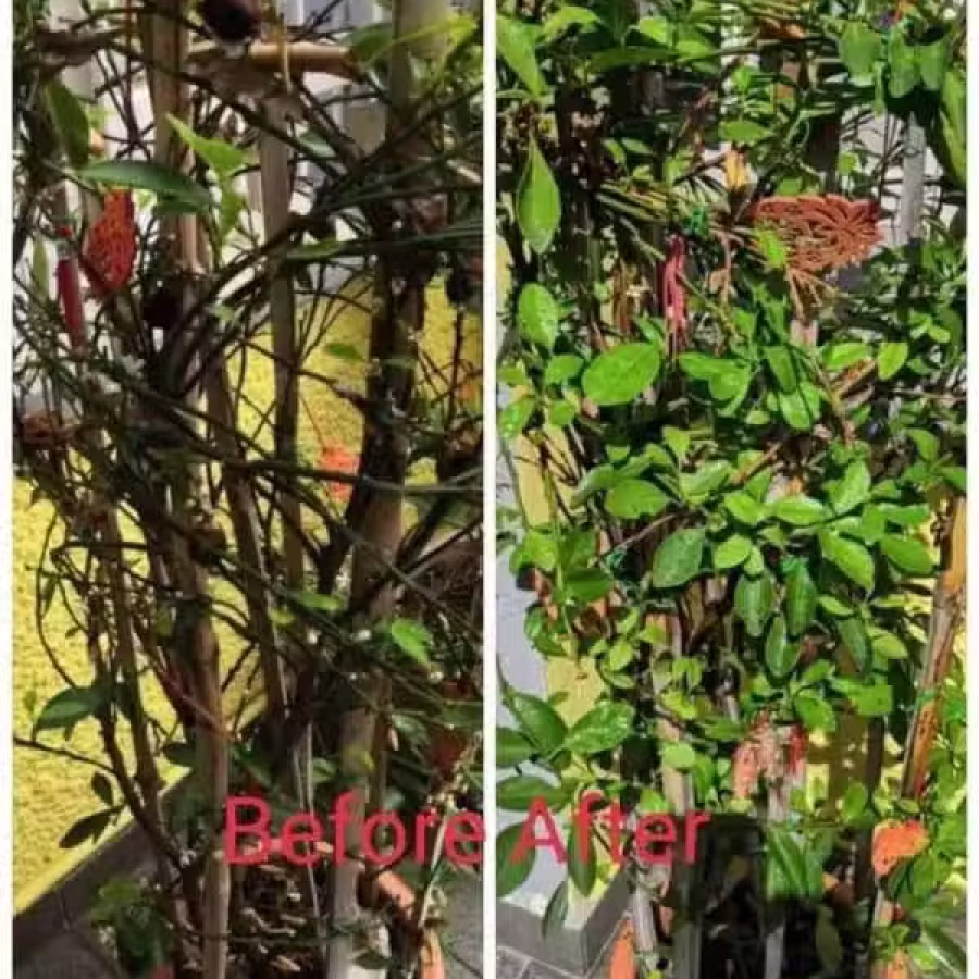 Transform 1 & 2 植物肥料水 图片 4