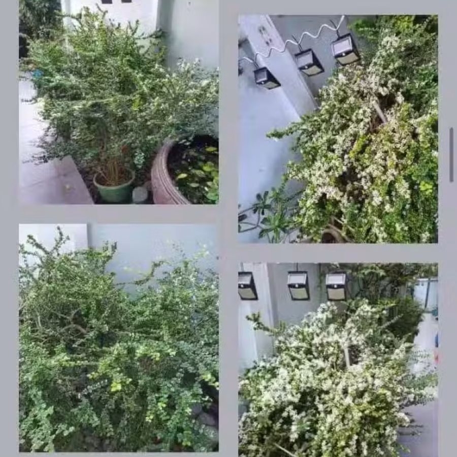 Transform 1 & 2 植物肥料水 图片 7