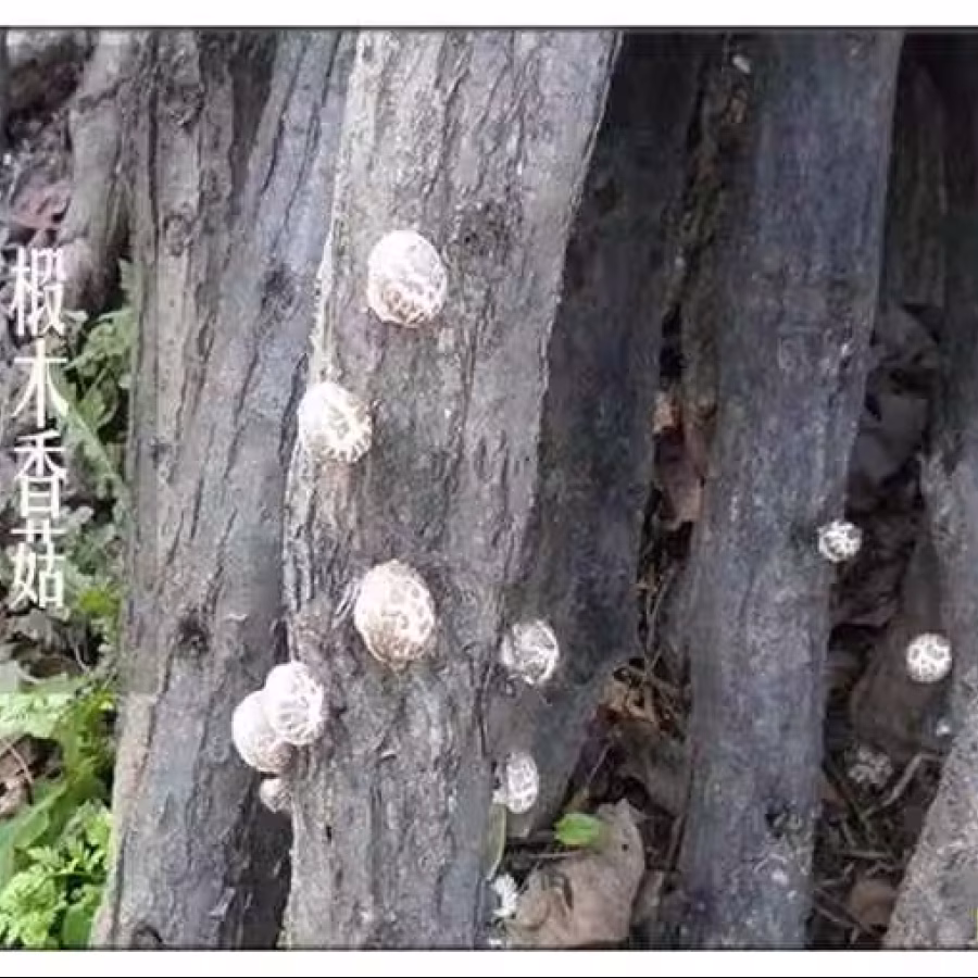 出售香菇 图片 2