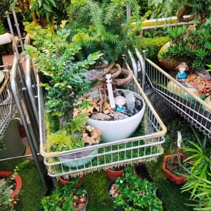 本店有多种植物盆栽 欢迎选购 图片 1