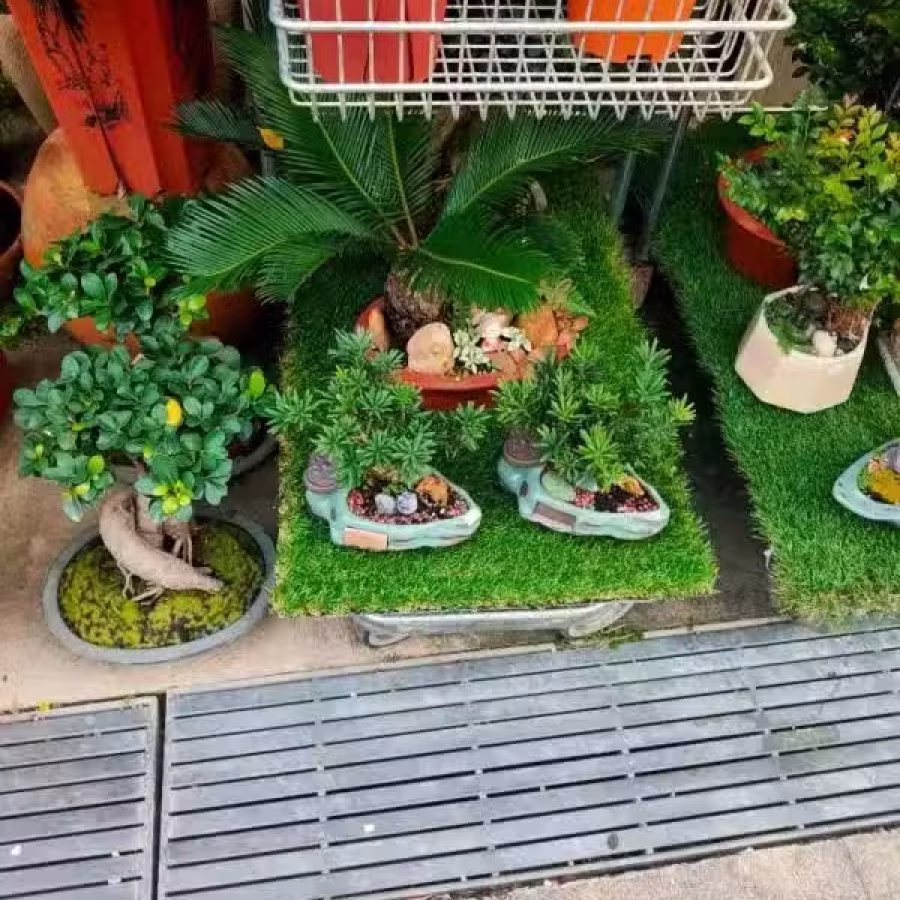 本店有多种植物盆栽 欢迎选购 图片 2
