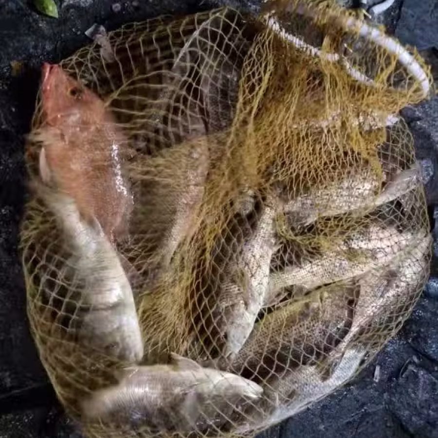 海鱼 图片 1