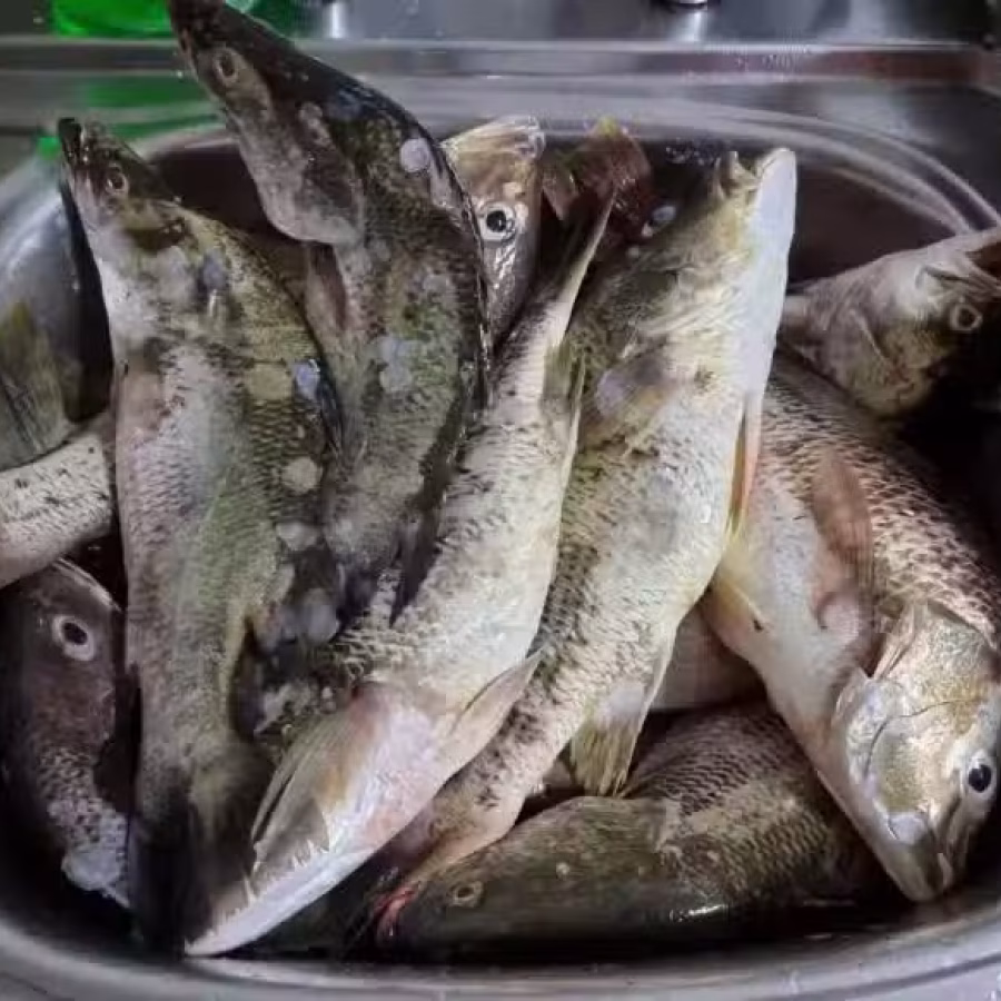海鱼 图片 2