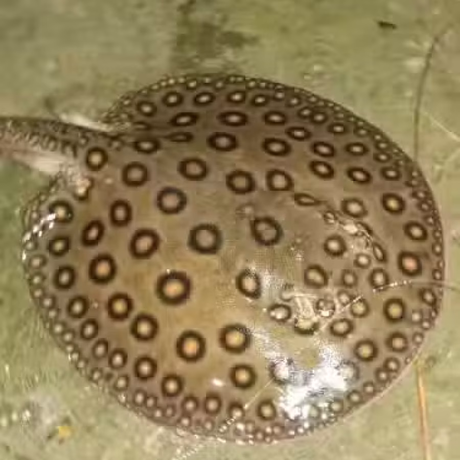 钓鱼竿 和装备 图片 5