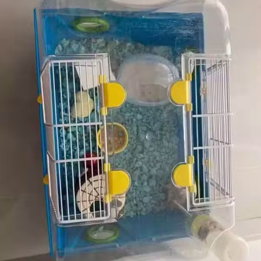 Hamster, 2 years old 图片 2