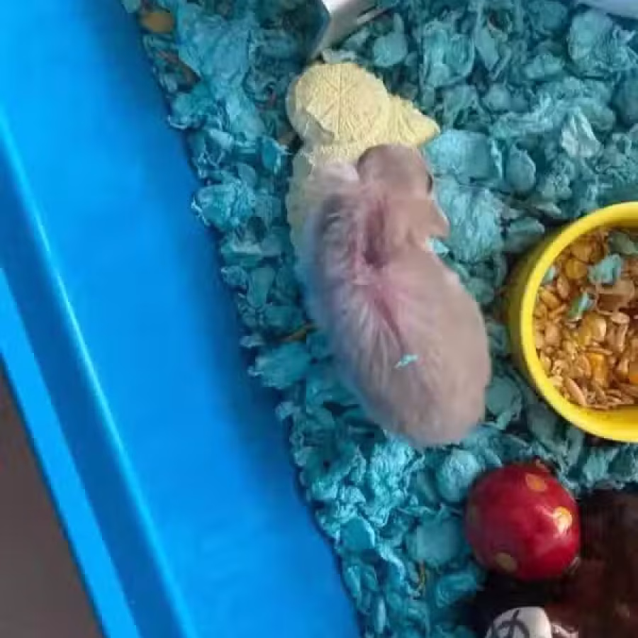 Hamster, 2 years old 图片 4