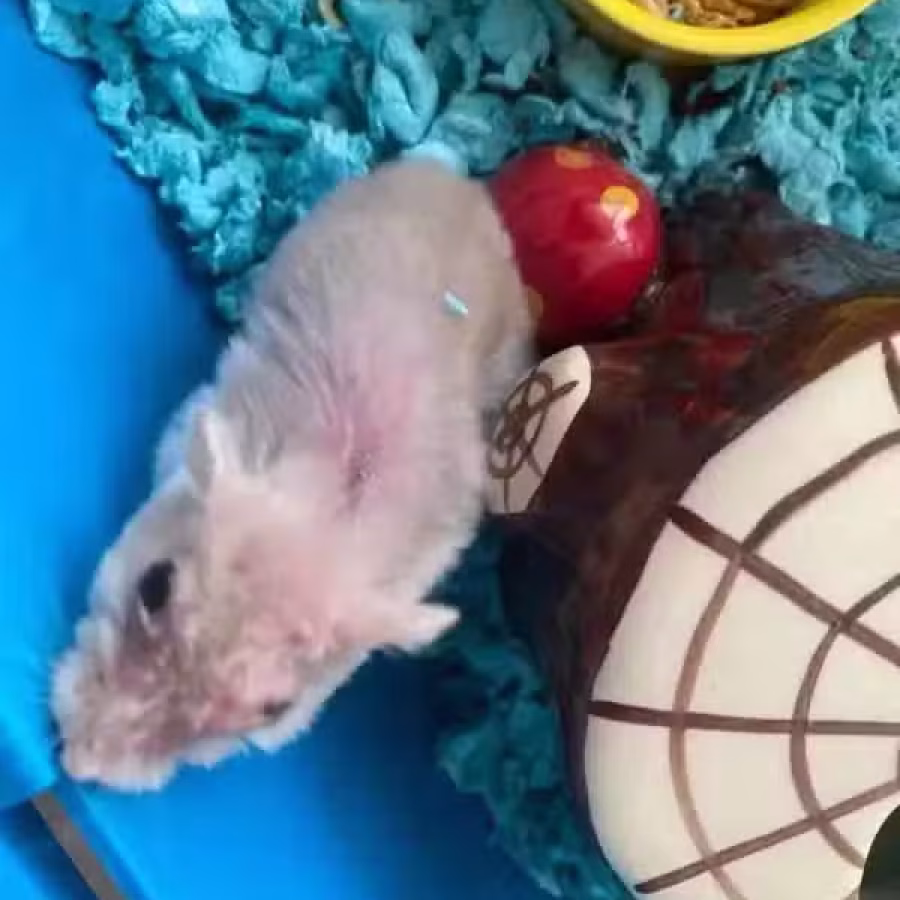 Hamster, 2 years old 图片 5