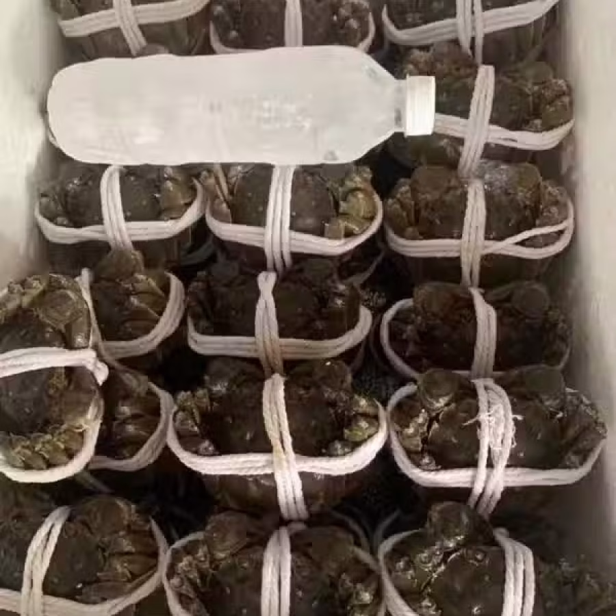 大闸蟹 图片 2